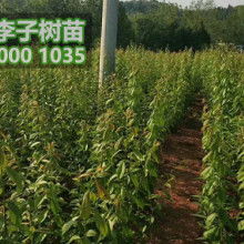 香樟樹 靜默在城市邊緣的詩(shī)意
