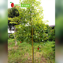 探尋香樟樹樹種 價(jià)格、圖片與采購(gòu)指南