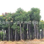 香樟 油茶 杜英 桂花 紅果冬青 黃山欒樹 楓樹廣西 南寧寧鄉(xiāng)縣楠竹山苗木種植專業(yè)合作社產(chǎn)品供應(yīng)第1頁